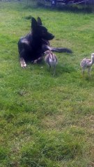 Gentle German Shepherd watches over baby Rheas