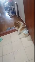 [리치 보모일기] 리치가 이렇게 충견입니다. 제가 변을 볼 때 말이죠...-6sPtk_qxIqA