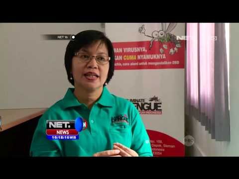 Ensiklo Masa Depan Wolbachia, Pembasmi Demam Berdarah - NET16