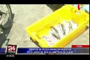 Piura: cientos de peces aparecen muertos a lo largo de seis kilómetros de playa