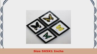 4 MIX REAL BUTTERFLY INSECT TAXIDERMY IN FRAME WITH GLASS FRONT e8c58869