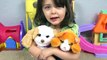 FurReal Friends Peek-A-Boo Daisy Kitten & My Bouncin Pup Puppy Toys with Emily!