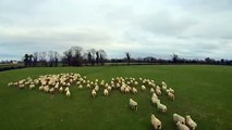 Çoban Köpeği Dronelar