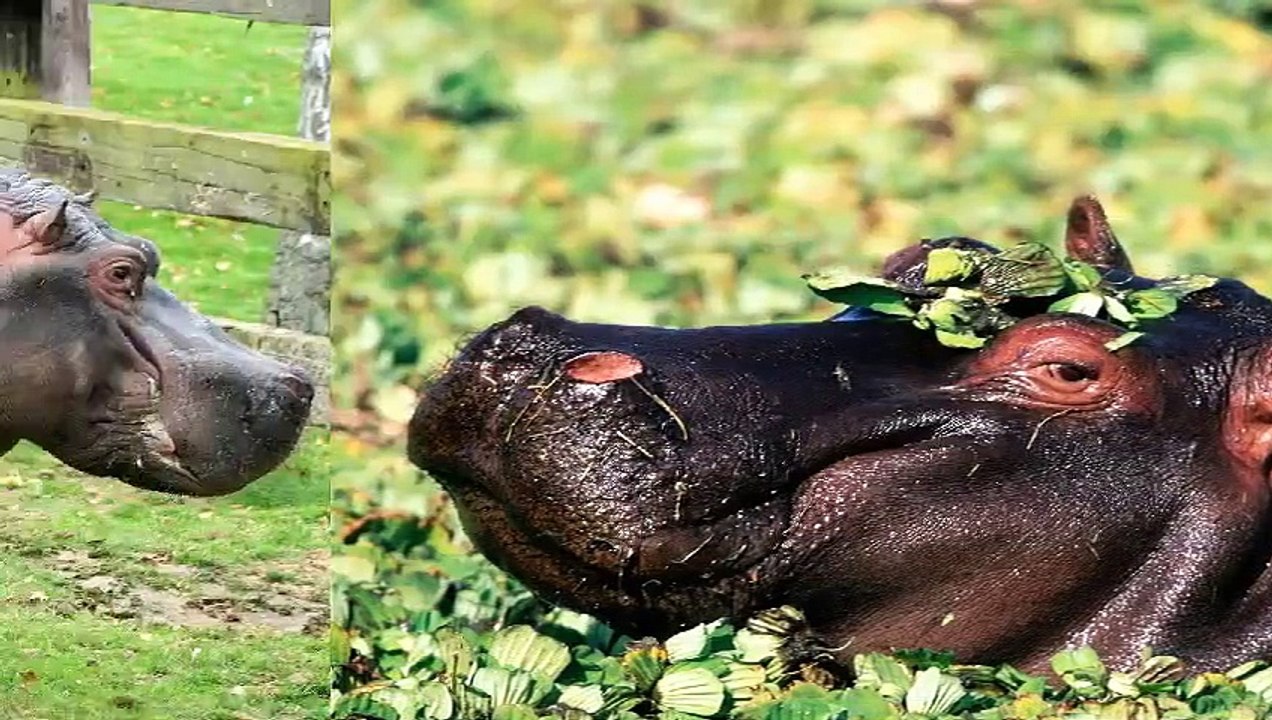Hippopotamus