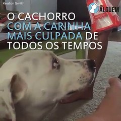 Cão faz a cara mais culpada de sempre quando é confrontado pela dona sobre asneira que fez