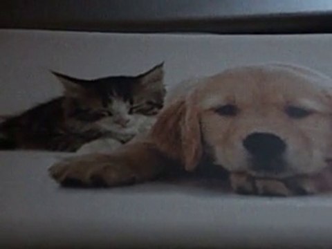 Mes amis mes amours mes emerde