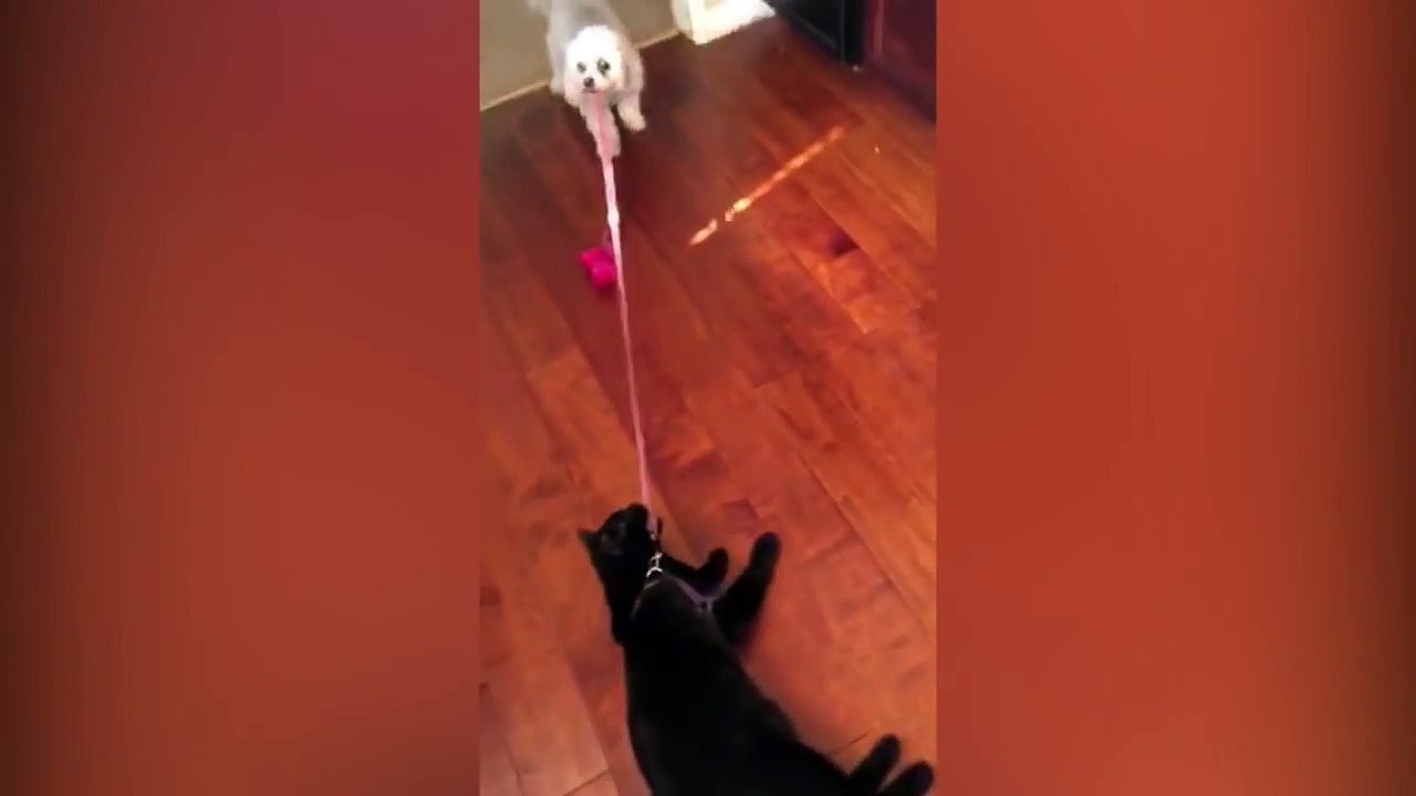 Walk the Cat