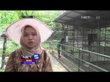 BKSDA Sita Belasan Satwa Liar Dilindungi di Medan - NET5