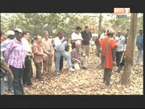 La mission d'évaluation de la banque mondiale visite les plantations d'hévea et de palmiers à huile