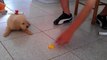 Funny Dogs And Puppies Reacting To Lemons [BEST OF]-raAlLHMZe7k