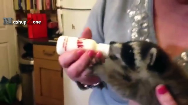 Baby Raccoon Videos - A Cute Baby Animals Compilation [BEST OF]-SLPploAuFVY