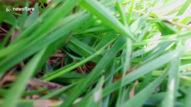 Tiger attacks drone at Colombian zoo
