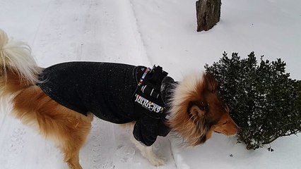 My Collie Tut McCloud  winter in the Park 9.feb.2017