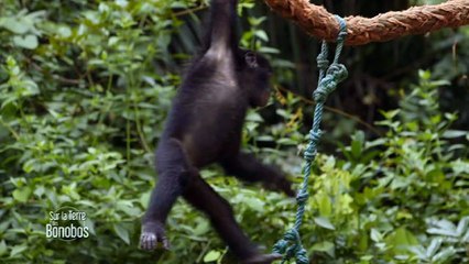 Kinsele fait le clown - Sur la terre des bonobos