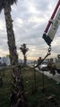 Heqja e palmave në autostradën Tiranë-Durrës