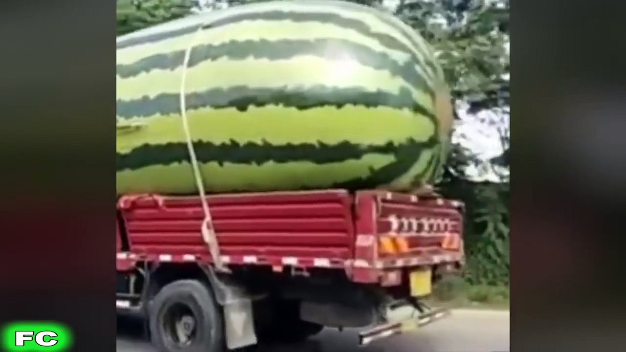 Ultimate FUNNY Videos & Crazy Clips ★ pt.2 ★ Best of the Year 2016 Compilation ★ FailCity-k2Or4rXTuU4