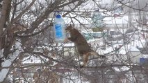 Un chat grimpe sur un arbre pour voler le biscuit d'une mangeoire pour oiseaux