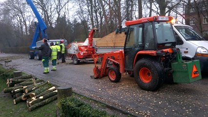 Froyennes: arbre de l'étang