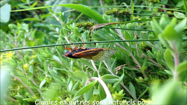 Cigales et autres sons naturels pour la détente, l'apaisement, le sommeil