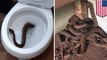 Keluarga di Texas menemukan ular derik di toilet - Tomonews