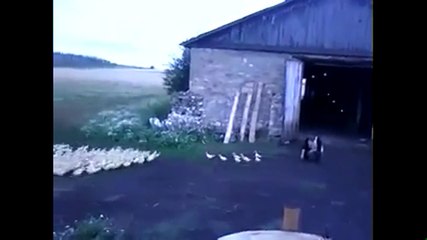 Askeri Disiplinle Hareket Eden Rus Ördekler