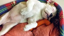 English bulldog Bagsi sleeps and snores.