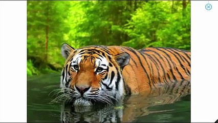 What Do You See? Song | Wild Animals | Learn English Kids