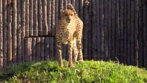 Cheetah Savanna and Dog Max Last Play Day - Cincinnati Zoo