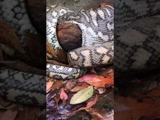 Python Slowly Eats Possum in Queensland Driveway