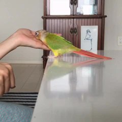 Parrot plays guessing game with owner
