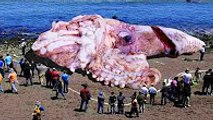 10 Abnormally Large Monsters Discovered at Sea