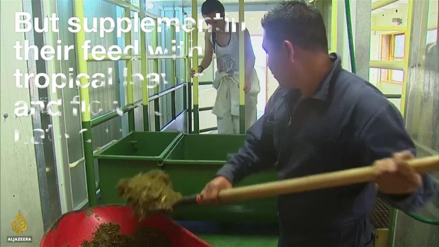 Could Cows Help Fight Climate Change?