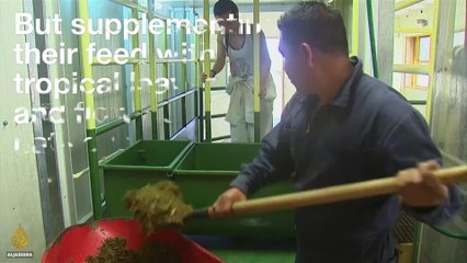 Could Cows Help Fight Climate Change?