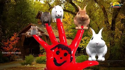 Rabbit Finger Family Nursery Children English rhymes | The Finger Family Song