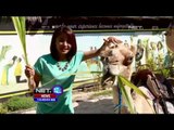 Sensasi Wisata Menikmati Safari Unta di Nusa Dua, Bali - NET12