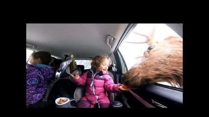 Küçük Kız Ren Geyiğini Elleriyle Besledi