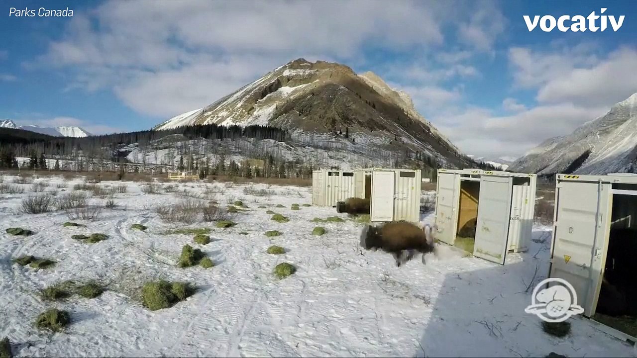 Bison Are Back In Canadian National Park After 140 Year Absence