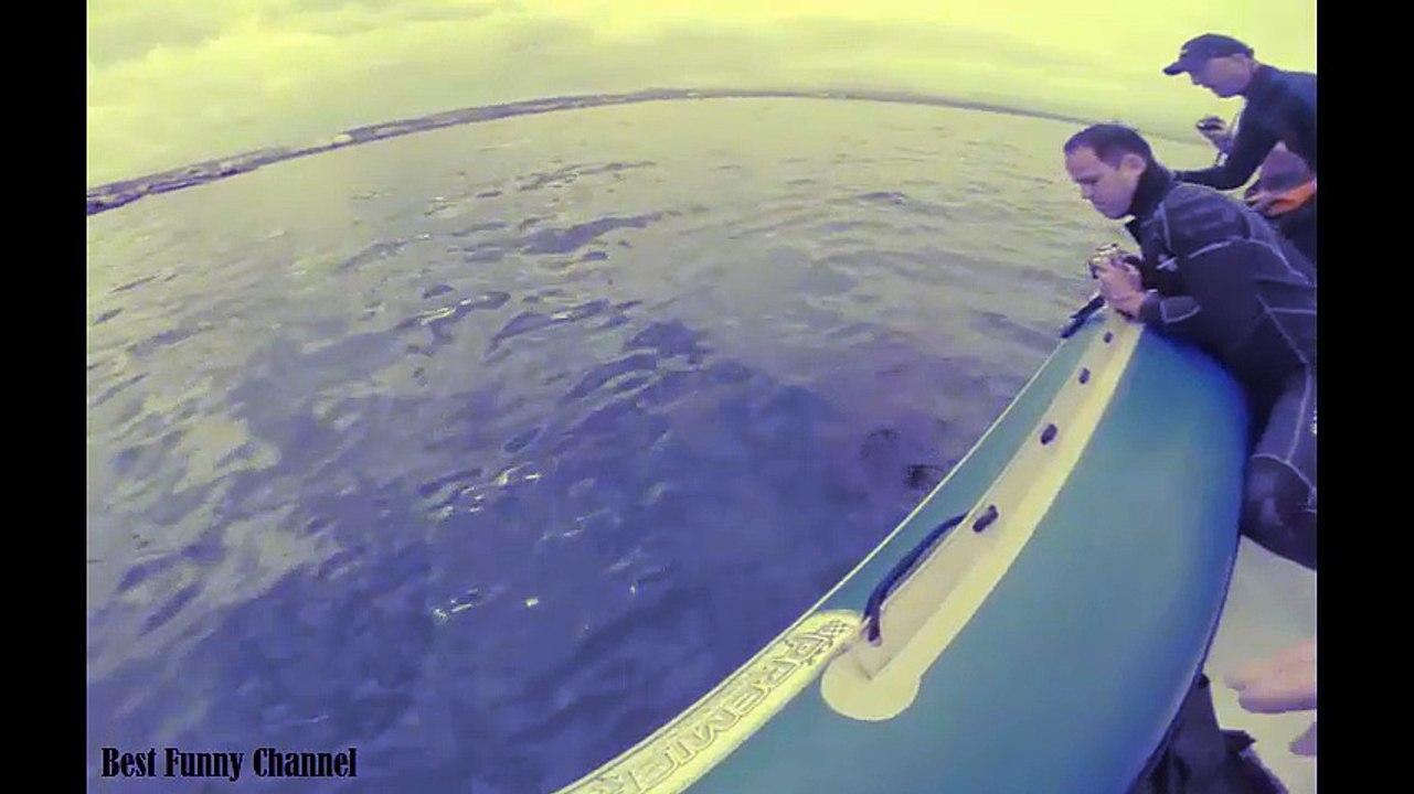 Great White Shark Attacks Inflatable Boat! (Exclusive Video)(HD)