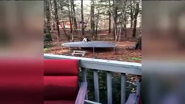 A este perro lo que también le encanta es saltar en la cama elástica