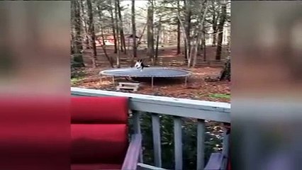 A este perro lo que también le encanta es saltar en la cama elástica