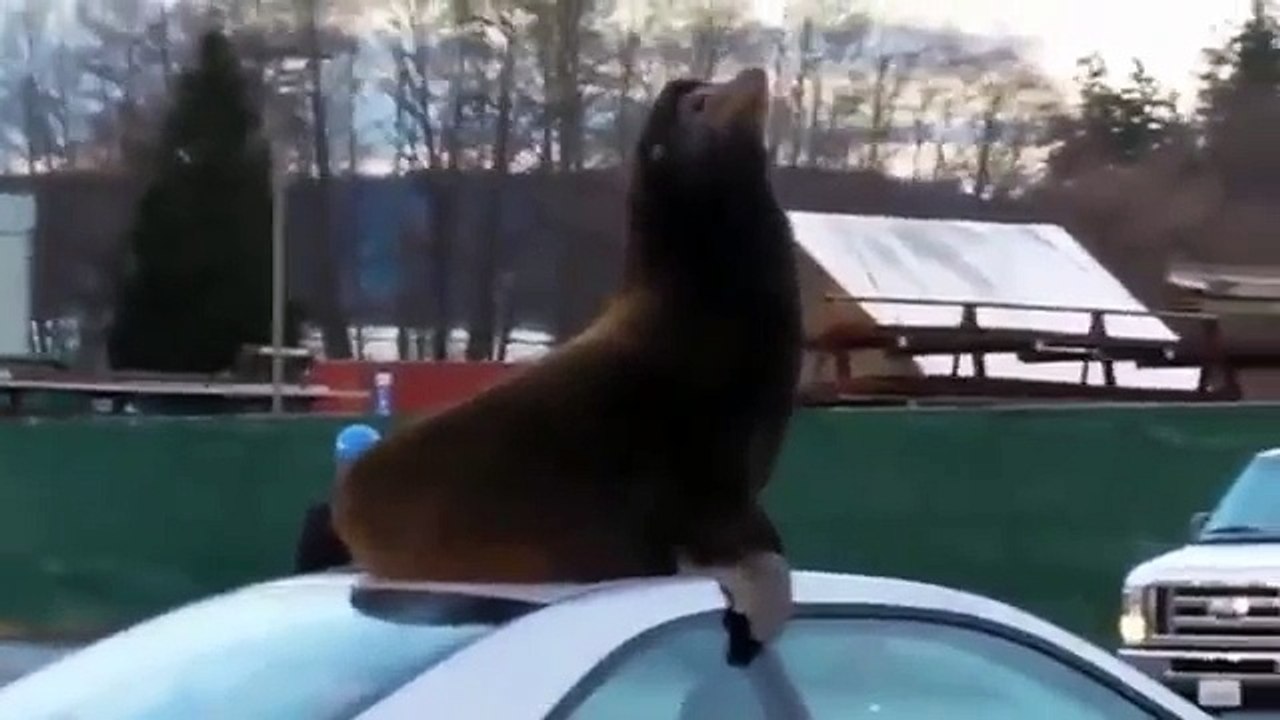 El león marino que se cansa del frío y se pone a tomar el so