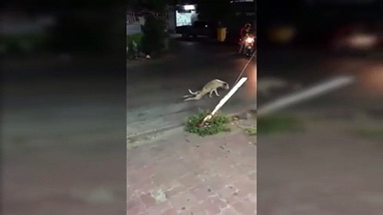 El perro que simula estar inválido