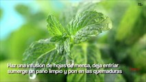 Maravillosos beneficios que debes saber de la menta