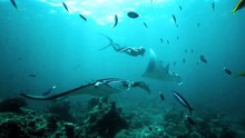 Alison Teal nage à côté d’une raie manta qui pèse 2 tonnes