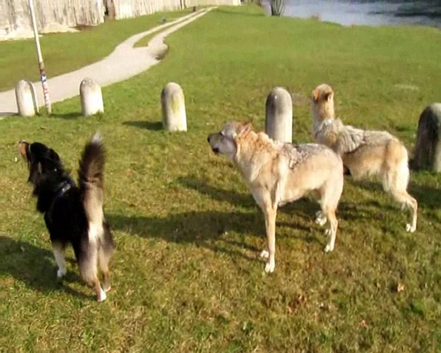 Attention les Tympans !  9 février 2017