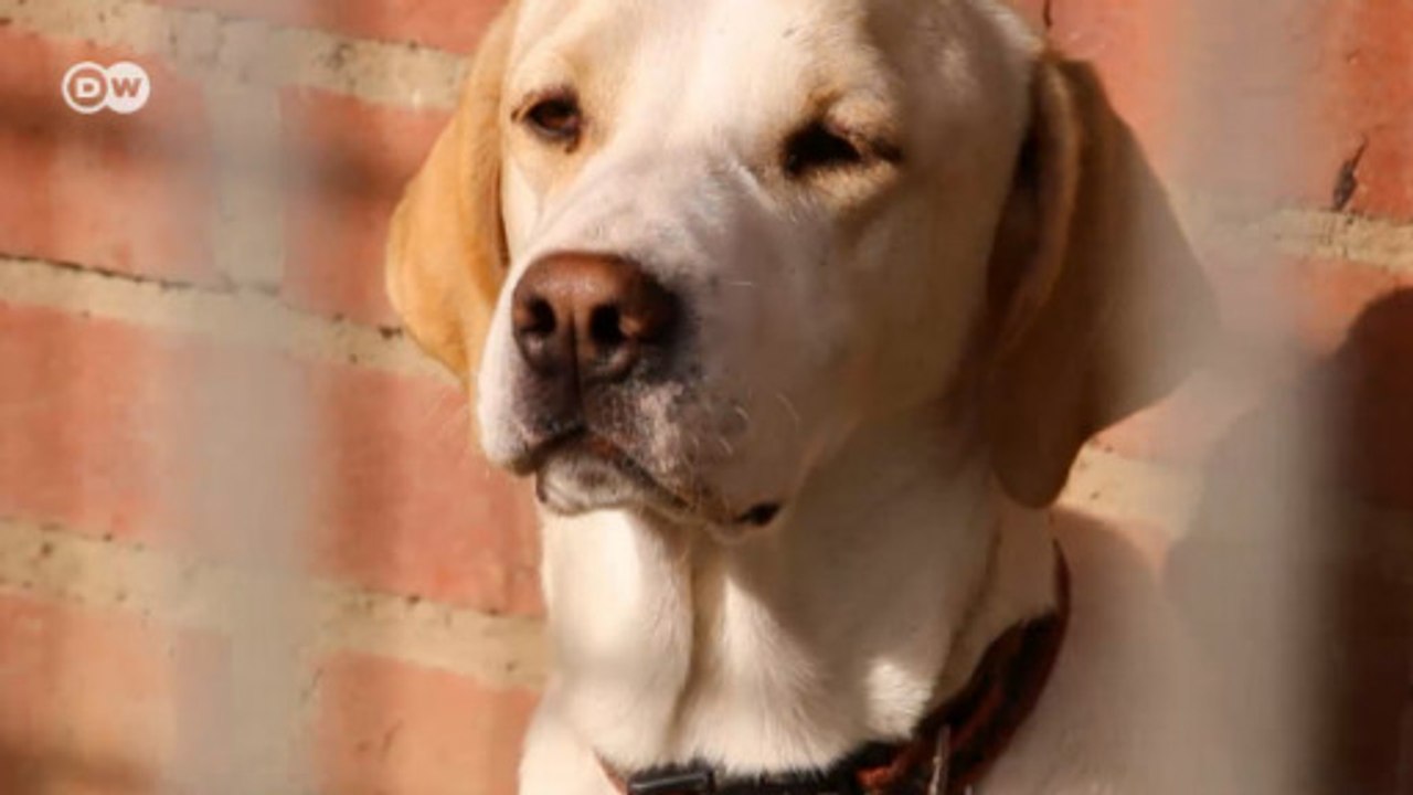 Alemanha em 1 Minuto: os abrigos de animais