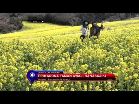 Keindahan Bunga Nanohana, Bunga Penanda Awal Musim Semi di Jepang - NET12