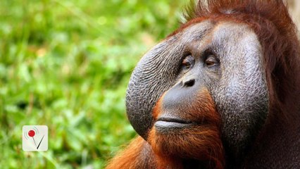 Orangutans Say More Than We Thought