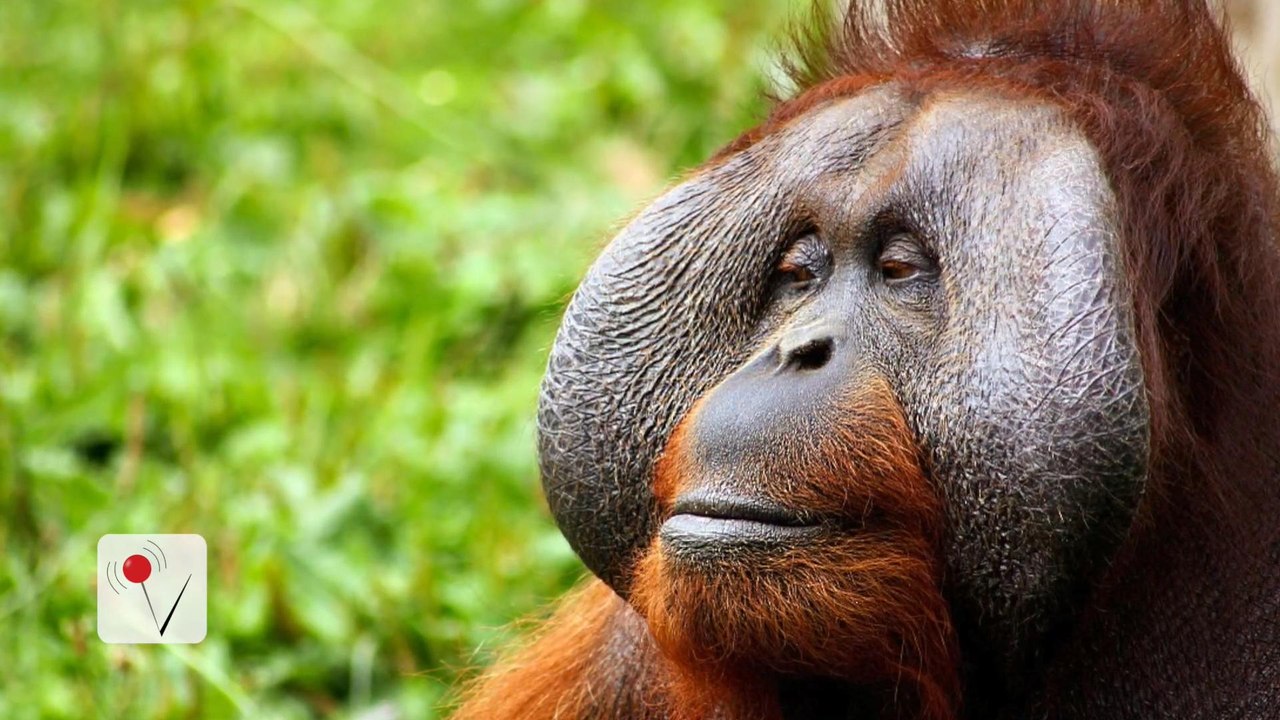 Orangutans Say More Than We Thought