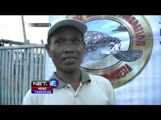 Tempat Penangkaran Penyu di Banyuwangi - NET12